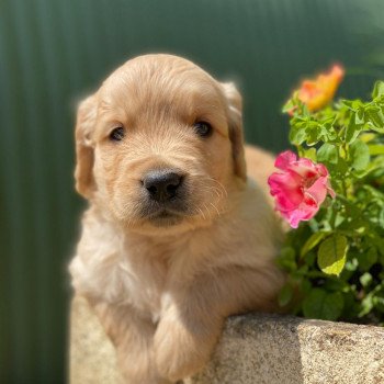 chiot Golden retriever fauve clair chiot (Portée Nana ❤ Roméo 2023) - Mâle fauve clair élevage du Fond de la Noye