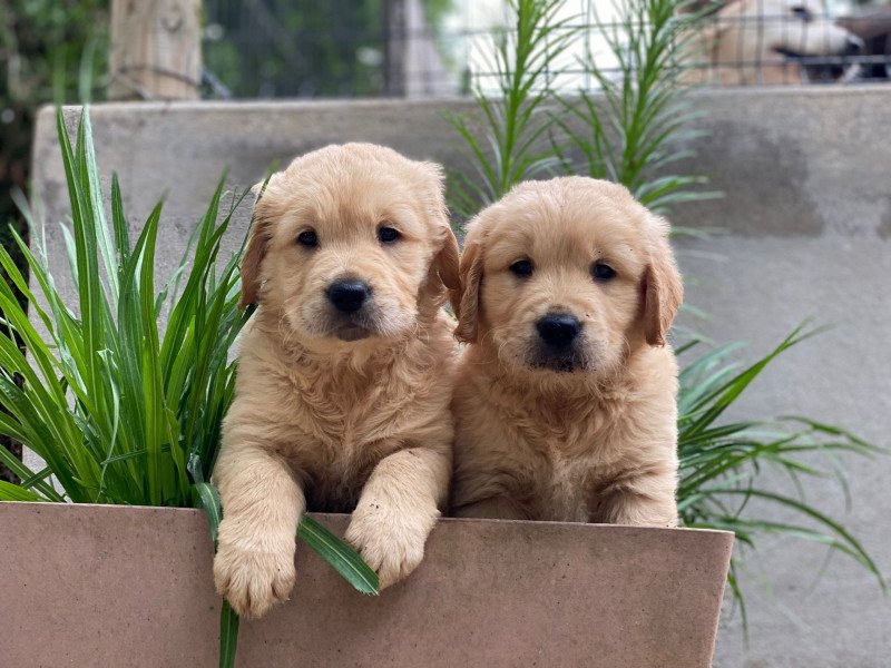 Usky du Fond de la Noye Mâle Golden retriever