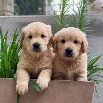 chiot Golden retriever fauve clair chiot (Portée Nana ❤ Roméo 2023) - Mâle fauve clair élevage du Fond de la Noye chiot Golden retriever fauve clair chiot (Portée Nana ❤ Roméo 2023) - Mâle fauve clair élevage du Fond de la Noye