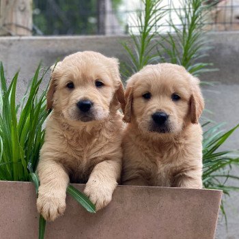 chiot Golden retriever fauve clair chiot (Portée Nana ❤ Roméo 2023) - Mâle fauve clair élevage du Fond de la Noye