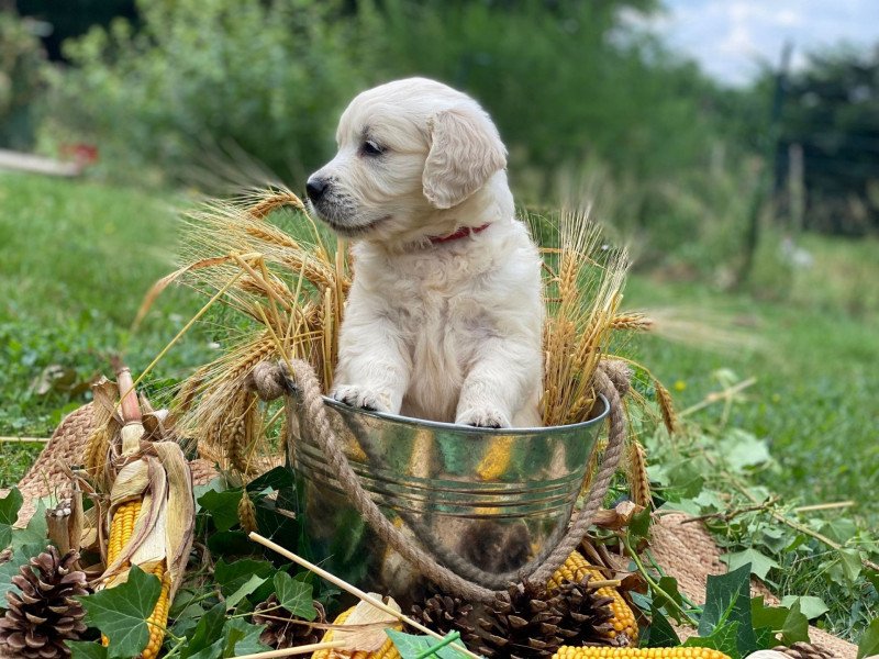 chiot (Portée Pistache ❤ Bismark 2024) - Mâle sable du Fond de la Noye Mâle Golden retriever