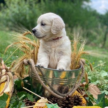 chiot Golden retriever sable chiot (Portée Pistache ❤ Bismark 2024) - Mâle sable élevage du Fond de la Noye