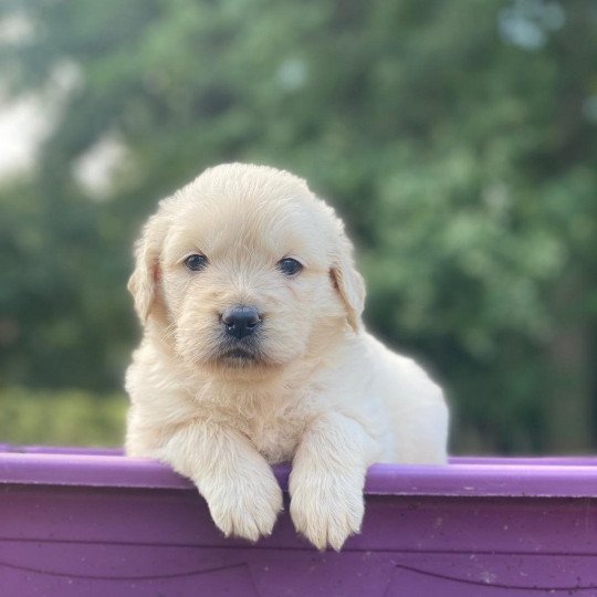 Tobby du Fond de la Noye Mâle Golden retriever