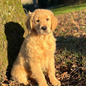 chiot Golden retriever fauve clair chiot (Portée Rhapsody ❤ Roméo 2023) - Femelle fauve clair élevage du Fond de la Noye