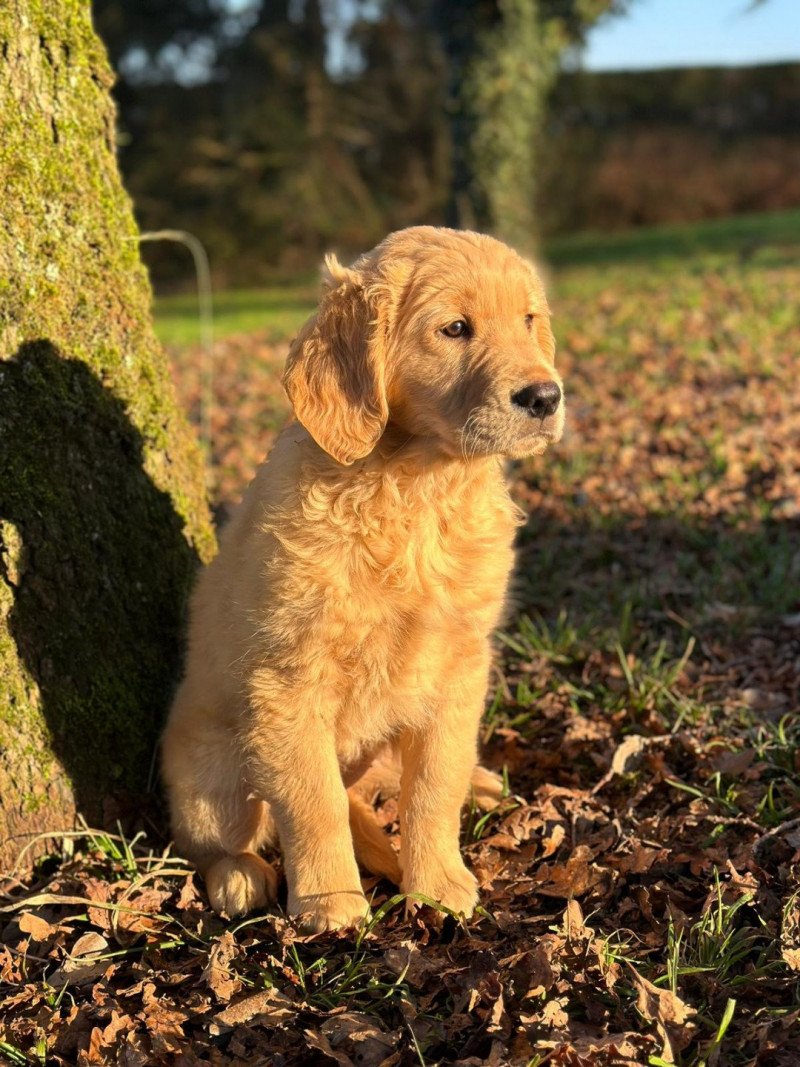 Uma du Fond de la Noye Femelle Golden retriever