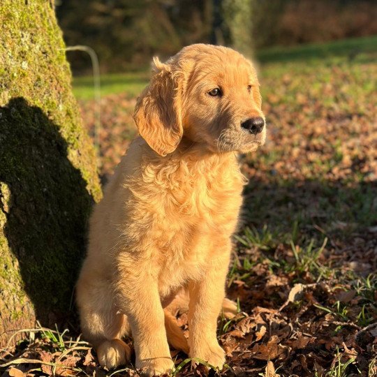 Uma du Fond de la Noye Femelle Golden retriever