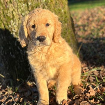 chiot Golden retriever fauve clair chiot (Portée Rhapsody ❤ Roméo 2023) - Femelle fauve clair élevage du Fond de la Noye