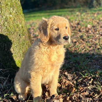 chiot Golden retriever fauve clair chiot (Portée Rhapsody ❤ Roméo 2023) - Femelle fauve clair élevage du Fond de la Noye