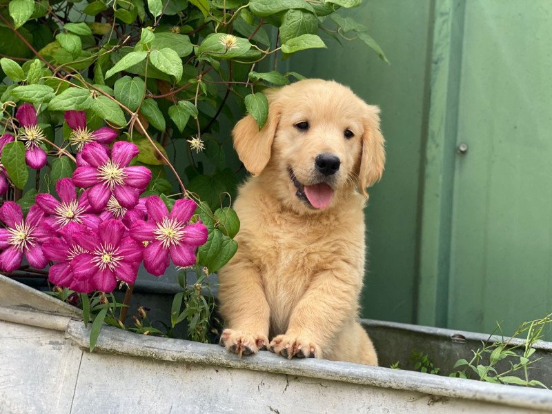 chiot (Portée Rhapsody ❤ Roméo 2025) - Mâle fauve clair du Fond de la Noye Mâle Golden retriever chiot (Portée Rhapsody ❤ Roméo 2025) - Mâle fauve clair du Fond de la Noye Mâle Golden retriever