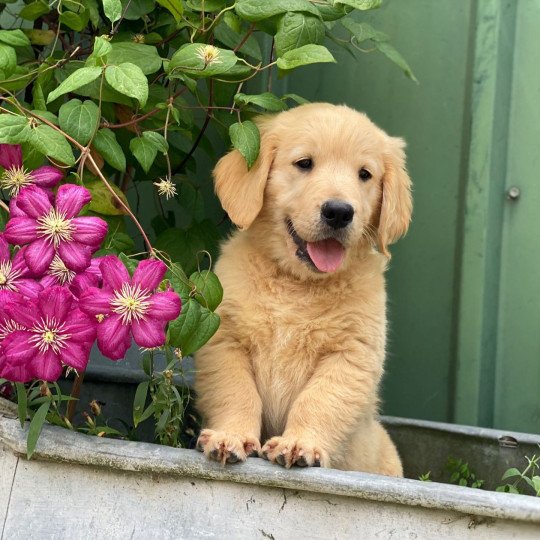 A'... du Fond de la Noye Mâle Golden retriever