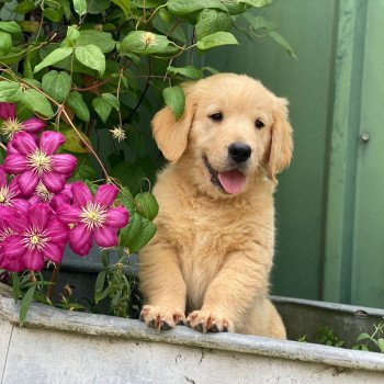 chiot Golden retriever fauve clair chiot (Portée Rhapsody ❤ Roméo 2025) - Mâle fauve clair élevage du Fond de la Noye chiot Golden retriever fauve clair chiot (Portée Rhapsody ❤ Roméo 2025) - Mâle fauve clair élevage du Fond de la Noye