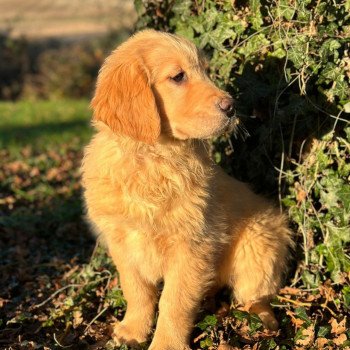 chiot Golden retriever fauve clair chiot (Portée R'mione ❤ Roméo 2023) - Femelle fauve clair élevage du Fond de la Noye chiot Golden retriever fauve clair chiot (Portée R'mione ❤ Roméo 2023) - Femelle fauve clair élevage du Fond de la Noye
