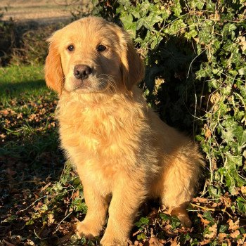 chiot Golden retriever fauve clair chiot (Portée R'mione ❤ Roméo 2023) - Femelle fauve clair élevage du Fond de la Noye