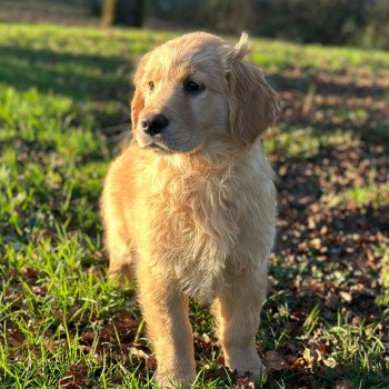 chiot Golden retriever fauve clair chiot (Portée R'mione ❤ Roméo 2023) - Femelle fauve clair élevage du Fond de la Noye chiot Golden retriever fauve clair chiot (Portée R'mione ❤ Roméo 2023) - Femelle fauve clair élevage du Fond de la Noye