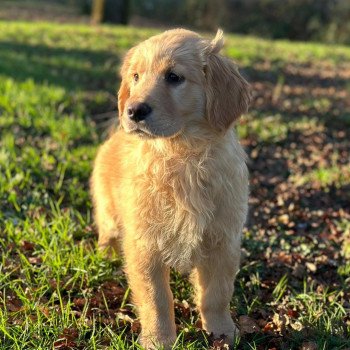 chiot Golden retriever fauve clair chiot (Portée R'mione ❤ Roméo 2023) - Femelle fauve clair élevage du Fond de la Noye