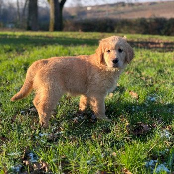 chiot Golden retriever fauve clair chiot (Portée R'mione ❤ Roméo 2023) - Femelle fauve clair élevage du Fond de la Noye