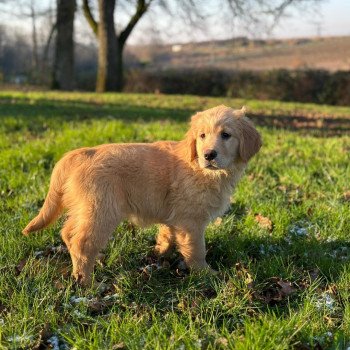 chiot Golden retriever fauve clair chiot (Portée R'mione ❤ Roméo 2023) - Femelle fauve clair élevage du Fond de la Noye chiot Golden retriever fauve clair chiot (Portée R'mione ❤ Roméo 2023) - Femelle fauve clair élevage du Fond de la Noye