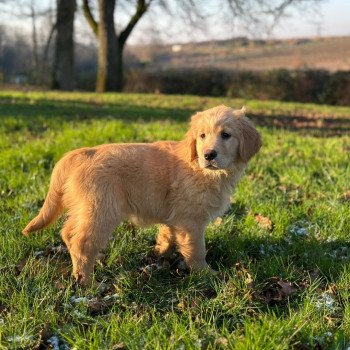 chiot Golden retriever fauve clair chiot (Portée R'mione ❤ Roméo 2023) - Femelle fauve clair élevage du Fond de la Noye