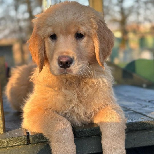 U'Hermione du Fond de la Noye Femelle Golden retriever