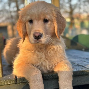 chiot Golden retriever fauve clair chiot (Portée R'mione ❤ Roméo 2023) - Femelle fauve clair élevage du Fond de la Noye