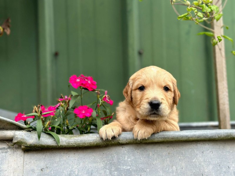 chiot (Portée R'mione ❤ Roméo 2025) - Femelle fauve clair du Fond de la Noye Femelle Golden retriever chiot (Portée R'mione ❤ Roméo 2025) - Femelle fauve clair du Fond de la Noye Femelle Golden retriever
