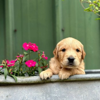 chiot (Portée R'mione ❤ Roméo 2025) - Femelle fauve clair du Fond de la Noye Femelle Golden retriever