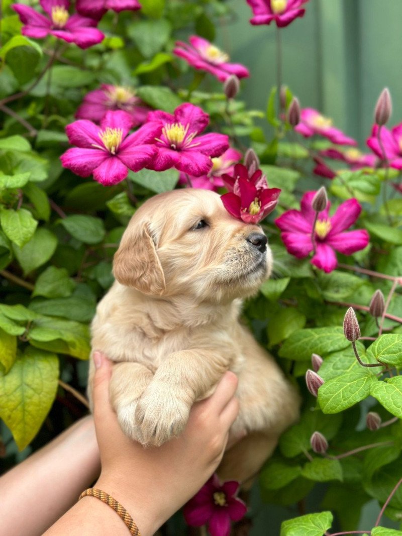 chiot (Portée R'mione ❤ Roméo 2025) - Mâle fauve clair du Fond de la Noye Mâle Golden retriever chiot (Portée R'mione ❤ Roméo 2025) - Mâle fauve clair du Fond de la Noye Mâle Golden retriever