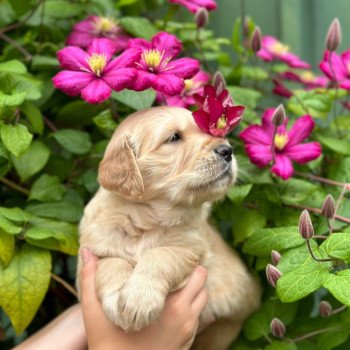 chiot (Portée R'mione ❤ Roméo 2025) - Mâle fauve clair du Fond de la Noye Mâle Golden retriever