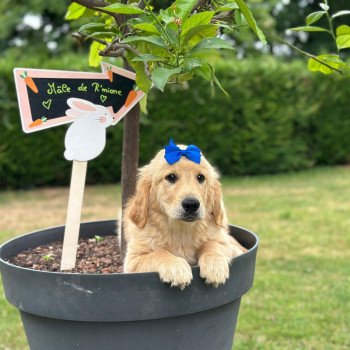 chiot Golden retriever fauve clair chiot (Portée R'mione ❤ Roméo 2025) - Mâle fauve clair élevage du Fond de la Noye chiot Golden retriever fauve clair chiot (Portée R'mione ❤ Roméo 2025) - Mâle fauve clair élevage du Fond de la Noye