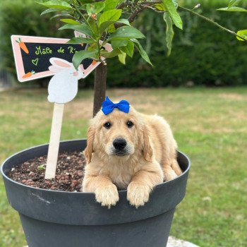 chiot Golden retriever fauve clair chiot (Portée R'mione ❤ Roméo 2025) - Mâle fauve clair élevage du Fond de la Noye chiot Golden retriever fauve clair chiot (Portée R'mione ❤ Roméo 2025) - Mâle fauve clair élevage du Fond de la Noye