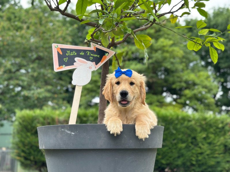 Archibald du Fond de la Noye Mâle Golden retriever Archibald du Fond de la Noye Mâle Golden retriever