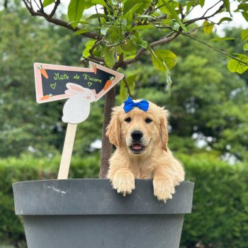 chiot Golden retriever fauve clair chiot (Portée R'mione ❤ Roméo 2025) - Mâle fauve clair élevage du Fond de la Noye chiot Golden retriever fauve clair chiot (Portée R'mione ❤ Roméo 2025) - Mâle fauve clair élevage du Fond de la Noye