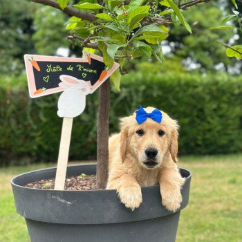 chiot Golden retriever fauve clair chiot (Portée R'mione ❤ Roméo 2025) - Mâle fauve clair élevage du Fond de la Noye chiot Golden retriever fauve clair chiot (Portée R'mione ❤ Roméo 2025) - Mâle fauve clair élevage du Fond de la Noye