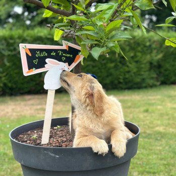 chiot Golden retriever fauve clair chiot (Portée R'mione ❤ Roméo 2025) - Mâle fauve clair élevage du Fond de la Noye chiot Golden retriever fauve clair chiot (Portée R'mione ❤ Roméo 2025) - Mâle fauve clair élevage du Fond de la Noye