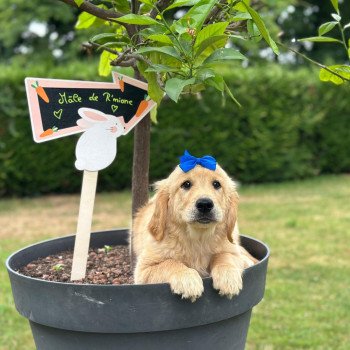 chiot Golden retriever fauve clair chiot (Portée R'mione ❤ Roméo 2025) - Mâle fauve clair élevage du Fond de la Noye chiot Golden retriever fauve clair chiot (Portée R'mione ❤ Roméo 2025) - Mâle fauve clair élevage du Fond de la Noye