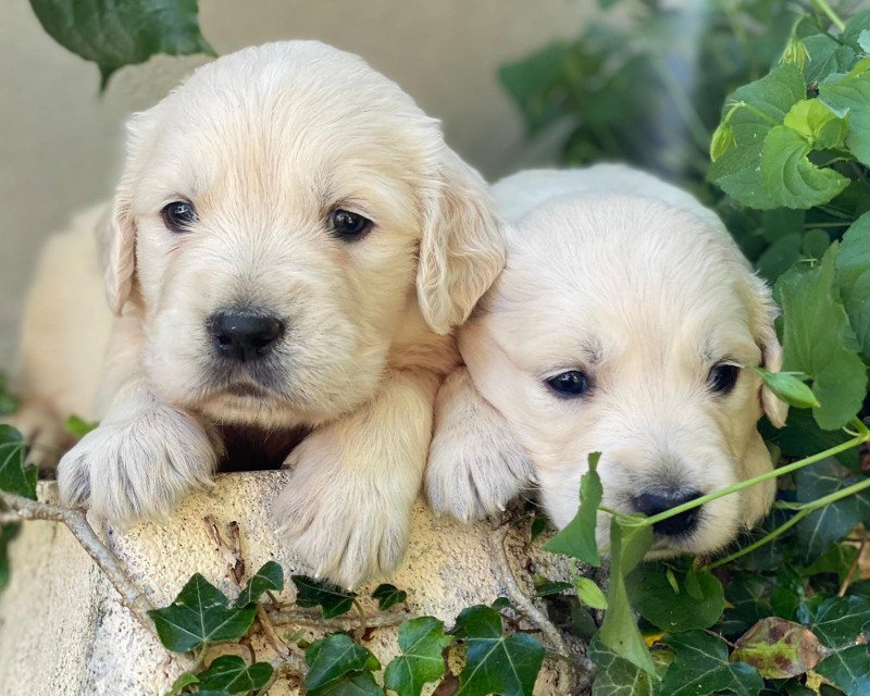 chiot (Portée Rosalie ❤ Sailor 2023) - Femelle sable du Fond de la Noye Femelle Golden retriever