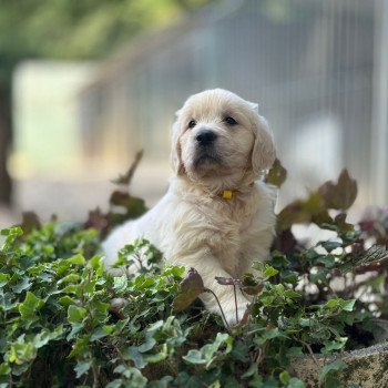 chiot Golden retriever sable chiot (Portée Rosalie ❤ Sailor 2025) - Mâle sable élevage du Fond de la Noye