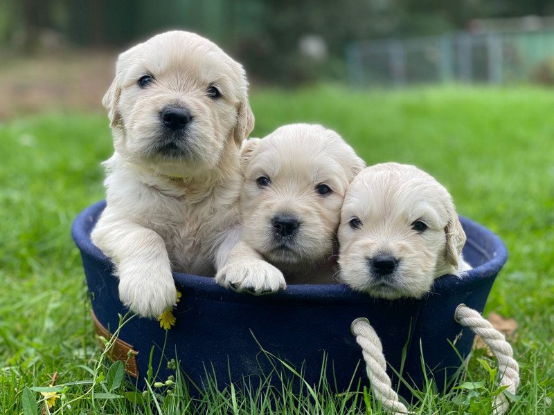 chiot (Portée Rusty ❤ Bismark 2024) - Femelle sable du Fond de la Noye Femelle Golden retriever