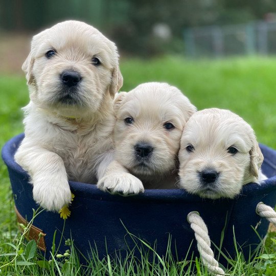 V'Sweetie du Fond de la Noye Femelle Golden retriever