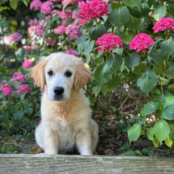 chiot Golden retriever sable chiot (Portée Rusty ❤ Sailor 2025) - Femelle sable élevage du Fond de la Noye chiot Golden retriever sable chiot (Portée Rusty ❤ Sailor 2025) - Femelle sable élevage du Fond de la Noye