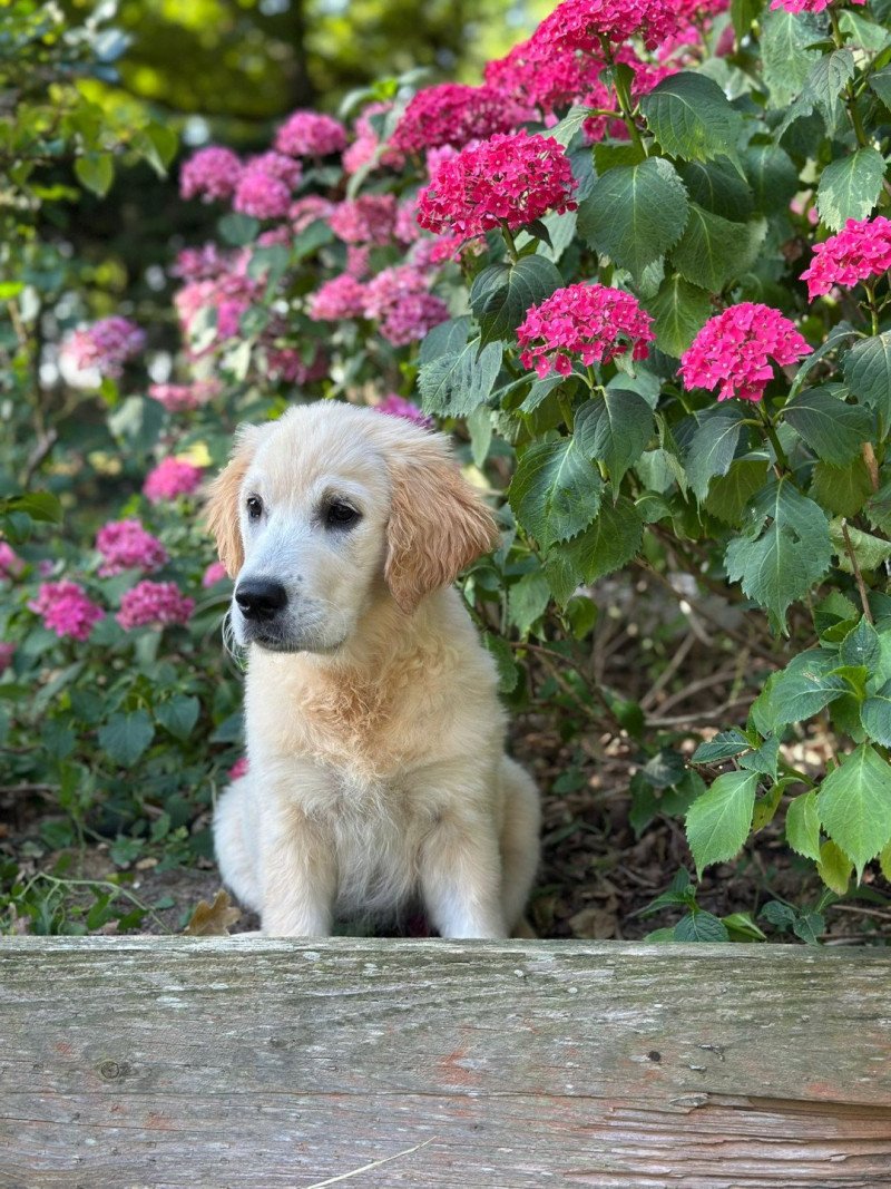 chiot (Portée Rusty ❤ Sailor 2025) - Femelle sable du Fond de la Noye Femelle Golden retriever chiot (Portée Rusty ❤ Sailor 2025) - Femelle sable du Fond de la Noye Femelle Golden retriever