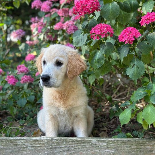 Abby du Fond de la Noye Femelle Golden retriever