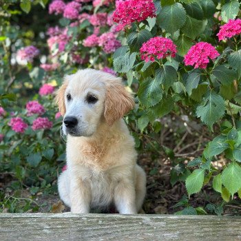 chiot Golden retriever sable chiot (Portée Rusty ❤ Sailor 2025) - Femelle sable élevage du Fond de la Noye chiot Golden retriever sable chiot (Portée Rusty ❤ Sailor 2025) - Femelle sable élevage du Fond de la Noye