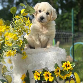 chiot Golden retriever sable chiot (Portée Rusty ❤ Sailor 2026) - Femelle sable élevage du Fond de la Noye
