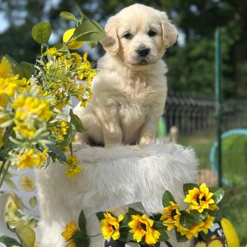 chiot Golden retriever sable chiot (Portée Rusty ❤ Sailor 2026) - Femelle sable élevage du Fond de la Noye