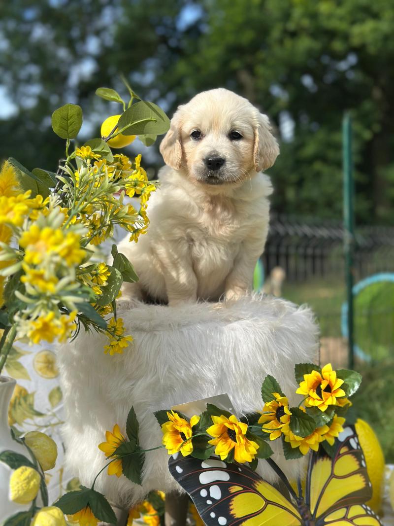 Bella du Fond de la Noye Femelle Golden retriever