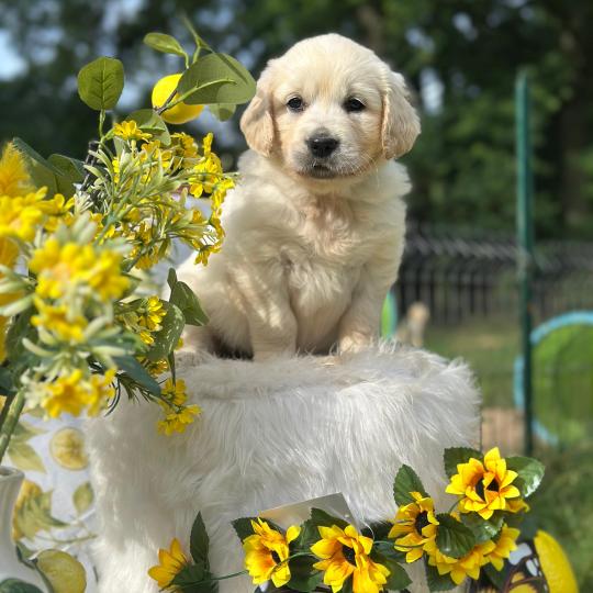Bella du Fond de la Noye Femelle Golden retriever