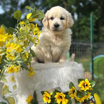chiot Golden retriever sable chiot (Portée Rusty ❤ Sailor 2026) - Femelle sable élevage du Fond de la Noye
