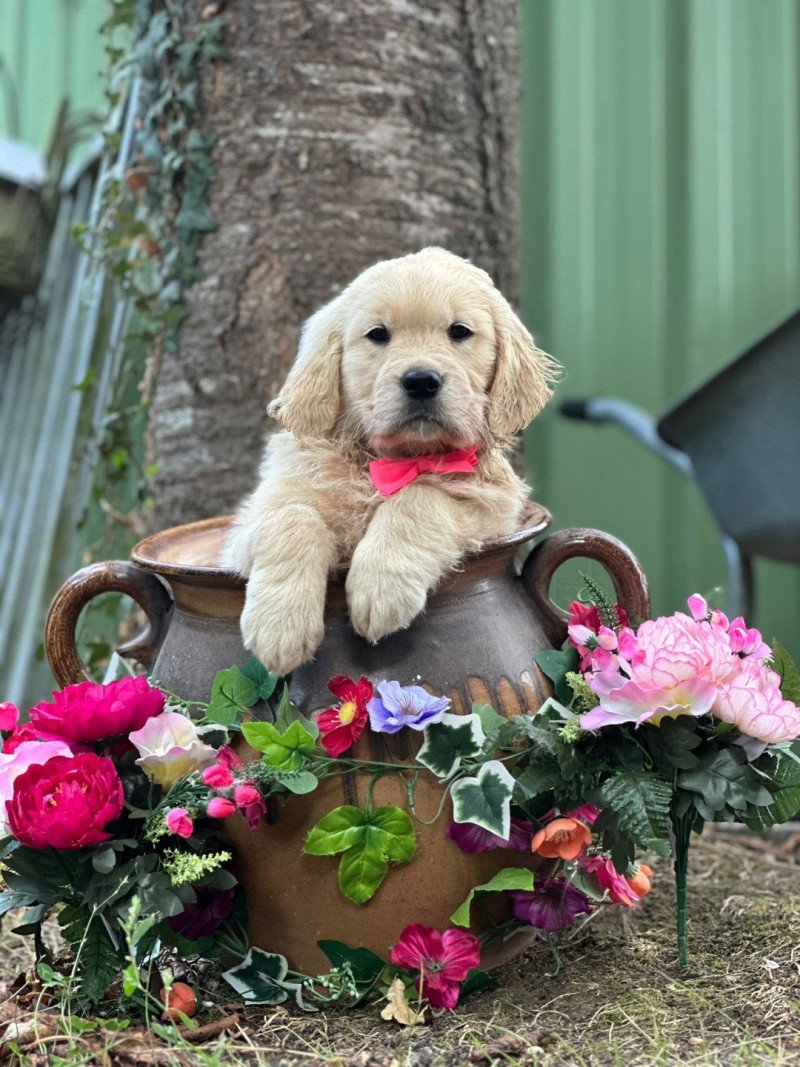A'Matcha du Fond de la Noye Femelle Golden retriever