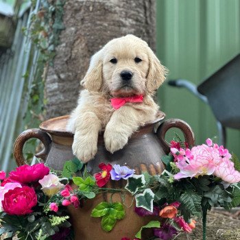 chiot Golden retriever sable chiot (Portée Schweppes ❤ Bismark 2025) - Femelle sable élevage du Fond de la Noye